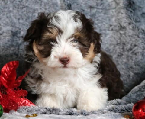 Brownie Mini Aussiedoodle