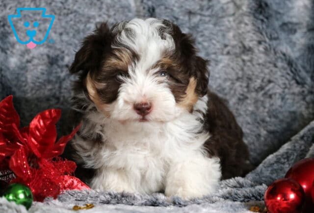 Brownie Mini Aussiedoodle image