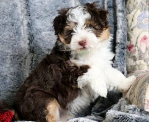 Adorable tri-color Mini Aussiedoodle puppy with fluffy white, brown, and tan markings sitting upright on a gray blanket and resting one paw on a floral-patterned chair, with red holiday décor beside it.