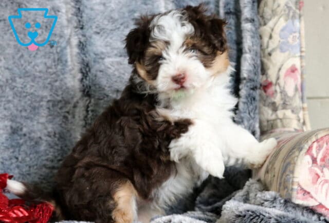 Brownie Mini Aussiedoodle2 image