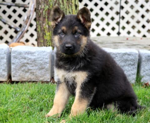 Bubba German Shepherd