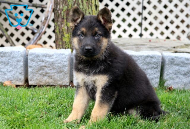 Bubba German Shepherd image