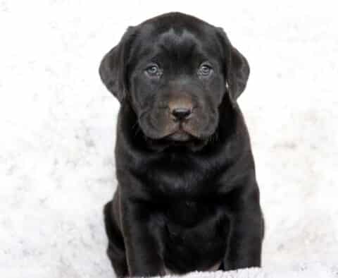 Black Labrador Retriever puppy sitting on a white fluffy blanket, gazing softly at the camera with a sweet and gentle look.