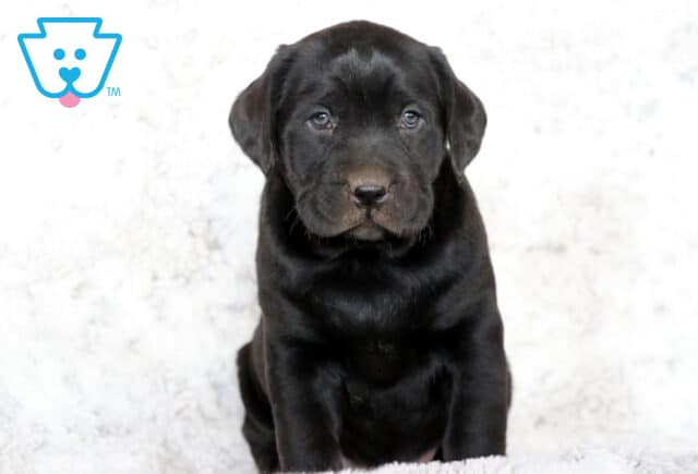 Black Labrador Retriever puppy sitting on a white fluffy blanket, gazing softly at the camera with a sweet and gentle look. image