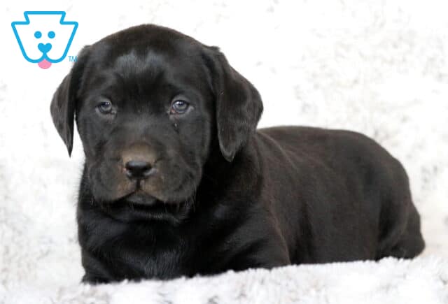Cute black Labrador Retriever puppy lying down on a soft white blanket, looking relaxed with gentle eyes and a shiny black coat. image