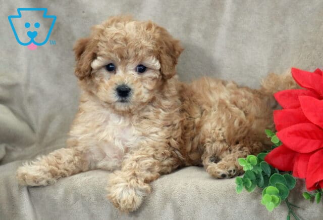 Bubbles Bichpoo image