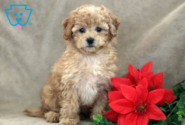 Bubbles Bichpoo2 image