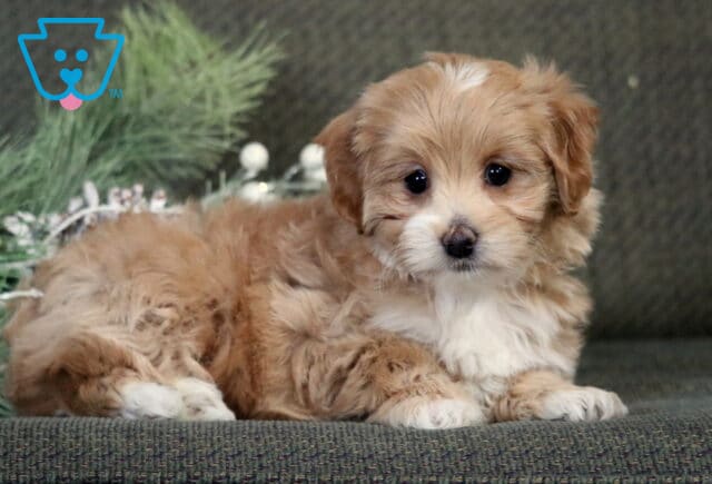 Bubbles Poodle Mix image