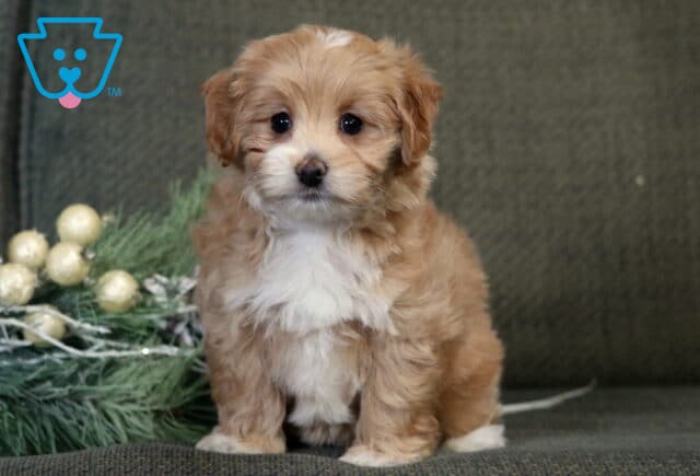 Bubbles Poodle Mix2 image