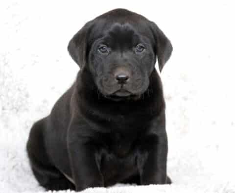 Adorable black Labrador Retriever puppy sitting on a fluffy white blanket, looking calm and curious with a shiny black coat.