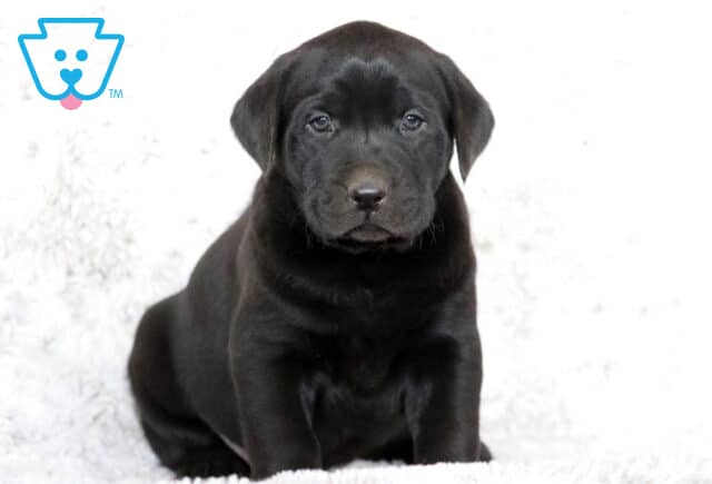 Adorable black Labrador Retriever puppy sitting on a fluffy white blanket, looking calm and curious with a shiny black coat. image