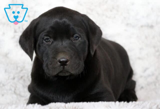 Sweet black Labrador Retriever puppy lying on a fluffy white blanket, gazing softly at the camera with a calm, gentle expression. image