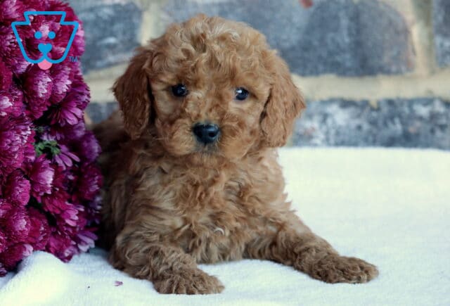 Buck Toy Goldendoodle image