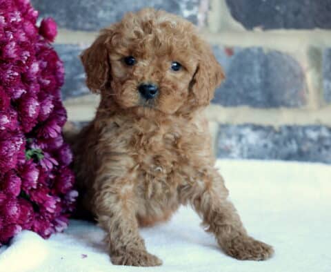 Buck Toy Goldendoodle2