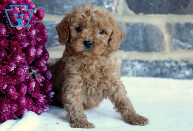 Buck Toy Goldendoodle2 image