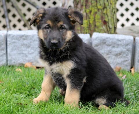 Buffy German Shepherd