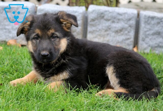 Buffy German Shepherd2 image