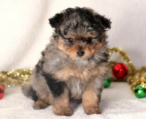 Tiny merle Pomapoo puppy sitting on a white blanket surrounded by gold tinsel and ornaments, looking forward with a round, fluffy face and dark expressive eyes.