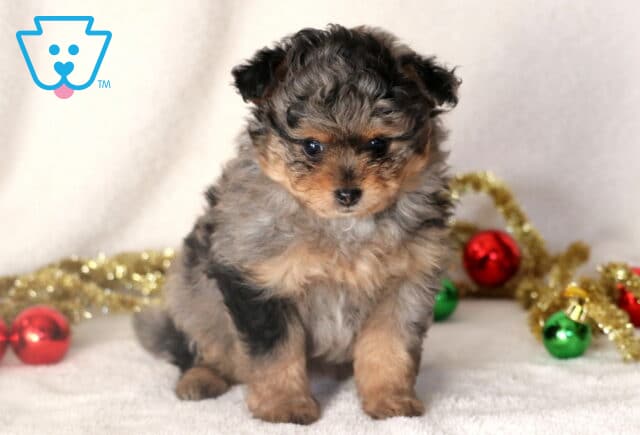 Tiny merle Pomapoo puppy sitting on a white blanket surrounded by gold tinsel and ornaments, looking forward with a round, fluffy face and dark expressive eyes. image