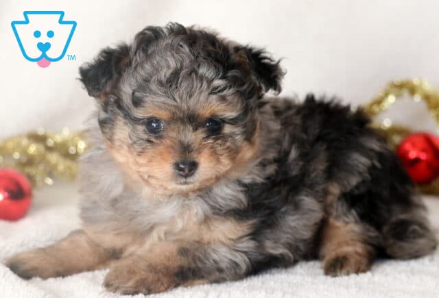 Merle Pomapoo puppy lying on a soft white blanket with curly gray, black, and tan fur, looking at the camera with bright dark eyes, Christmas ornaments and gold garland in the background. image