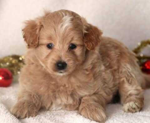 Cream-colored Pomapoo puppy with a white patch on the head lying down on a soft blanket, holiday decorations blurred in the background.