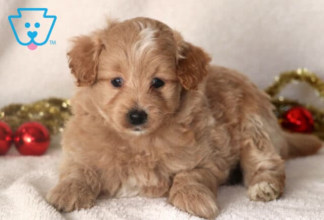Cream-colored Pomapoo puppy with a white patch on the head lying down on a soft blanket, holiday decorations blurred in the background. image