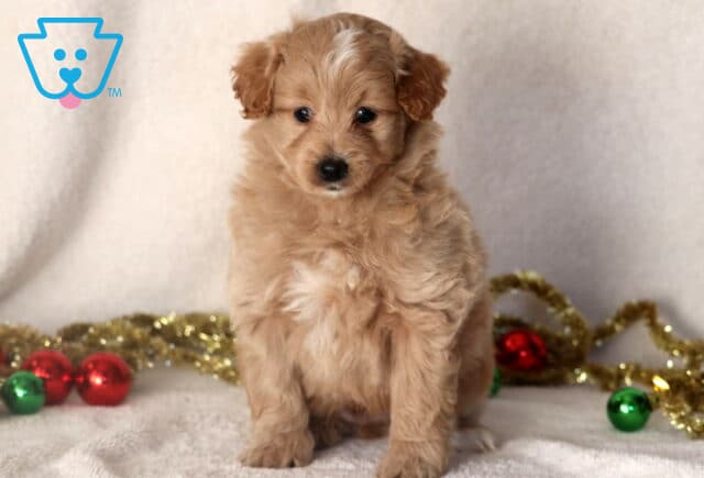 Fluffy apricot Pomapoo puppy standing on a white blanket with gold garland and red and green ornaments in the background. image