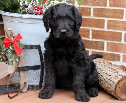 Curly black Labradoodle puppy sitting beside a holiday bucket with pinecones and berries, next to a rustic wooden sled with a red bow and a log, against a brick wall backdrop.