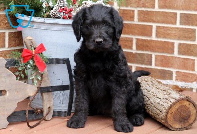 Curly black Labradoodle puppy sitting beside a holiday bucket with pinecones and berries, next to a rustic wooden sled with a red bow and a log, against a brick wall backdrop. image