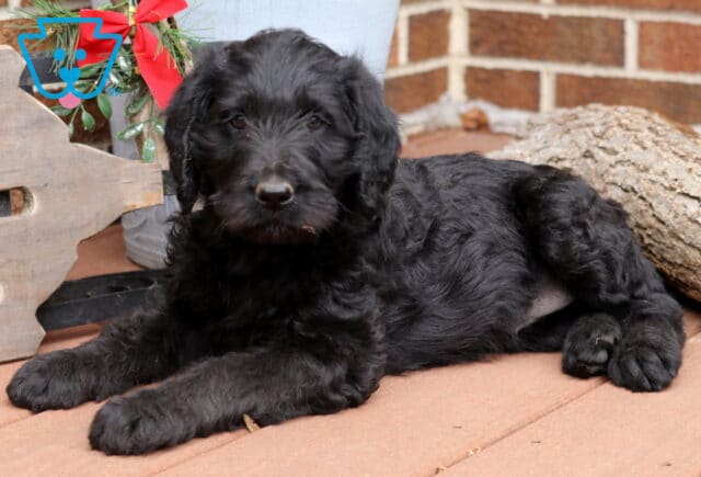 Fluffy black Labradoodle puppy lying on a wooden deck beside a rustic sled with a red bow and a log, looking calmly at the camera. image