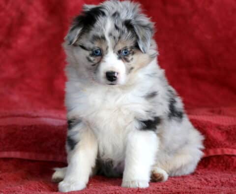Buttercup Mini Australian Shepherd