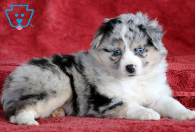 Buttercup Mini Australian Shepherd2 image