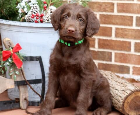 Fluffy chocolate Labradoodle puppy with a green collar sitting beside a rustic sled, winter greenery, and a log, looking sweetly at the camera.