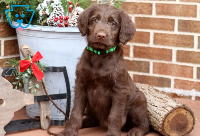 Fluffy chocolate Labradoodle puppy with a green collar sitting beside a rustic sled, winter greenery, and a log, looking sweetly at the camera. image