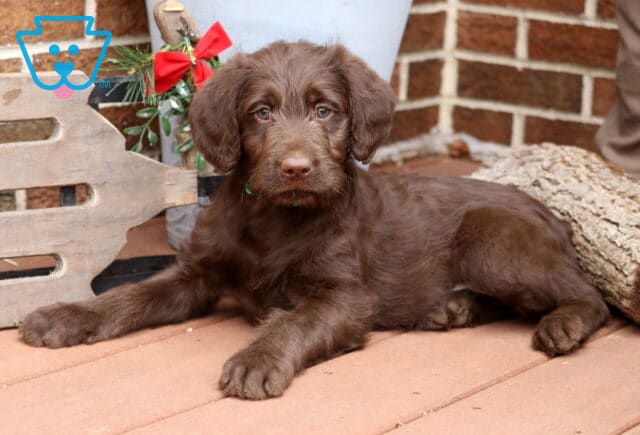 Chocolate Labradoodle puppy lounging on a wooden porch beside a rustic sled and holiday greenery, looking calm with soft, wavy fur and gentle eyes. image