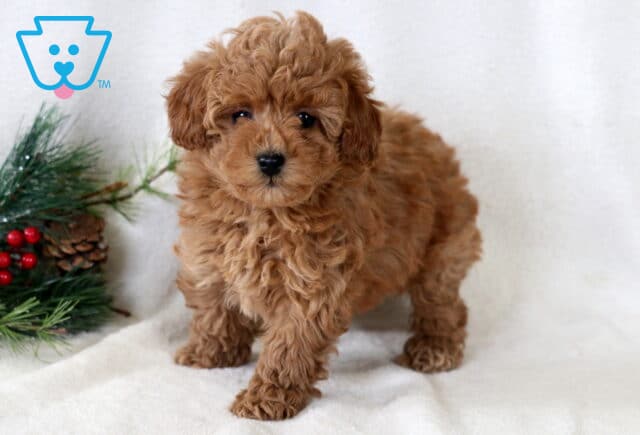 Buttons Toy Poodle image