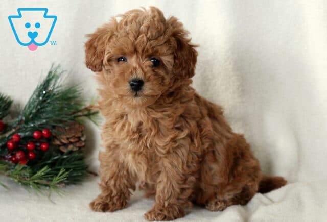 Buttons Toy Poodle2 image
