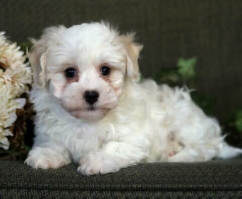 Fluffy cream and white Havanese puppy lying on a green couch beside soft flowers, looking directly at the camera with big round eyes and a curious expression.