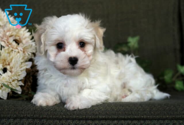 Fluffy cream and white Havanese puppy lying on a green couch beside soft flowers, looking directly at the camera with big round eyes and a curious expression. image