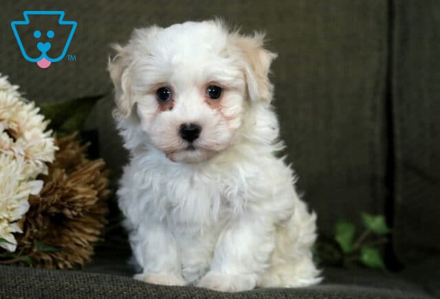 Fluffy cream Havanese puppy sitting on a green couch beside light-colored flowers, staring sweetly at the camera with big dark eyes and a soft, curly coat. image