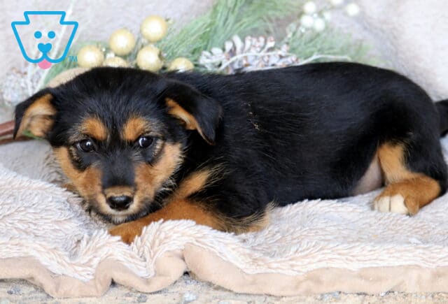 Calvin Border Mix image