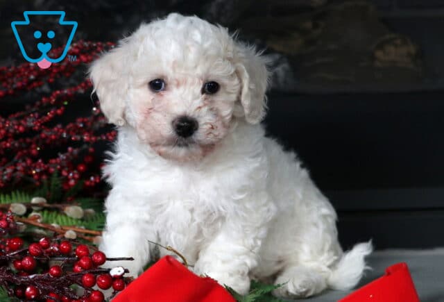 Cappuccino Bichpoo image