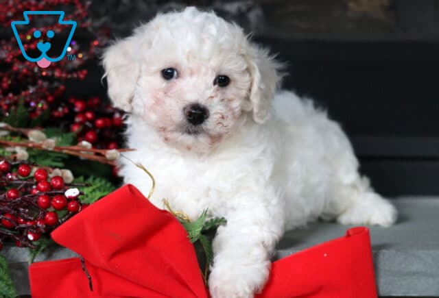 Cappuccino Bichpoo2 image