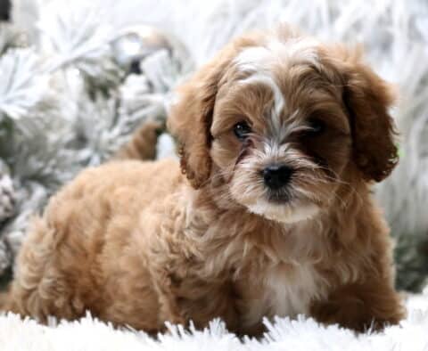 Caramel Cavapoo