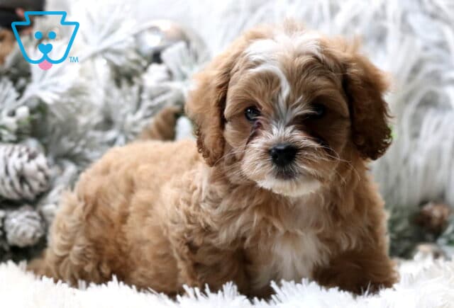 Caramel Cavapoo image