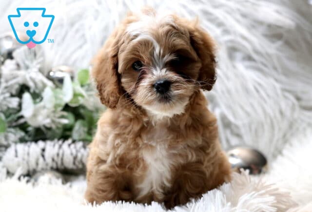 Caramel Cavapoo2 image