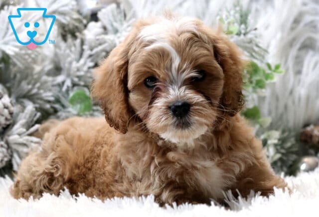 Caramel Cavapoo3 image