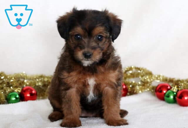 Caramel Jackapoo image