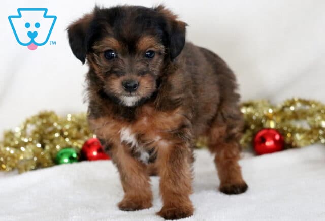 Caramel Jackapoo2 image