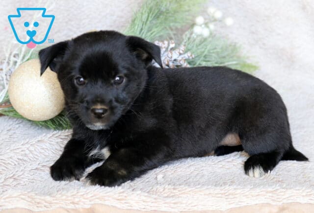 Cash Border Mix image